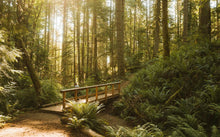 Load image into Gallery viewer, Sweet Cedar Essential Oil Blend