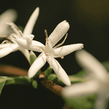 Load image into Gallery viewer, Sweet Cedar Essential Oil Blend
