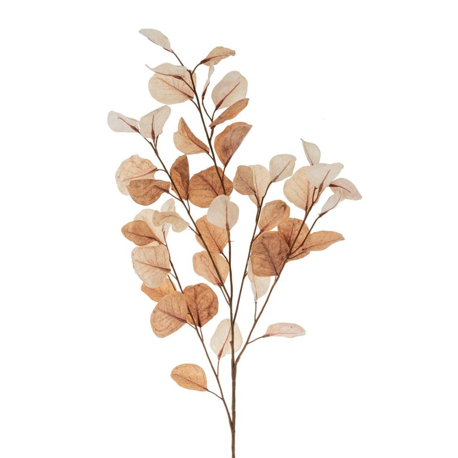Dried Eucalyptus Peach Stem