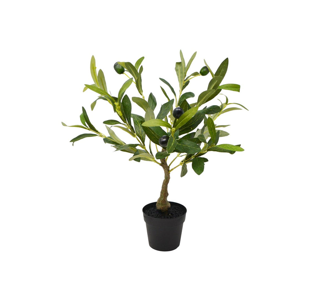 Olive Tree