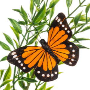 ABB Monarch Butterfly Clip