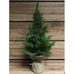 TRIW 19" Cedar Trees with Burlap Base