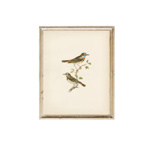 Vintage Art Print Birds