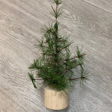 Load image into Gallery viewer, OP2 Larch Table Top Trees on Wood Base
