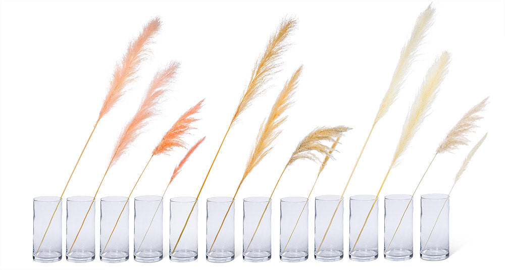 Pampas Grass